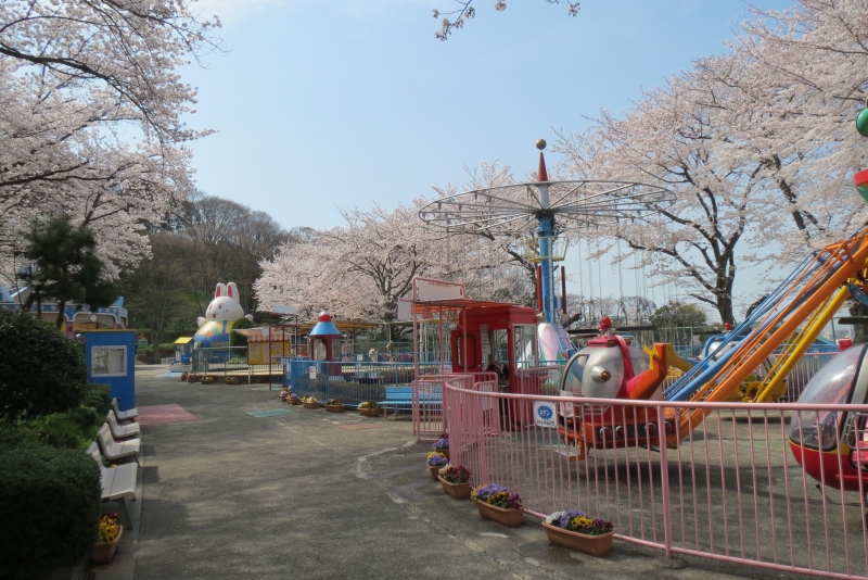 桜の頃の様子（2014年）※こちらの遊具は現在はありません。