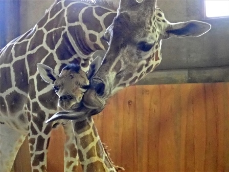 神戸市立王子動物園でキリンの赤ちゃんが誕生 [画像]
