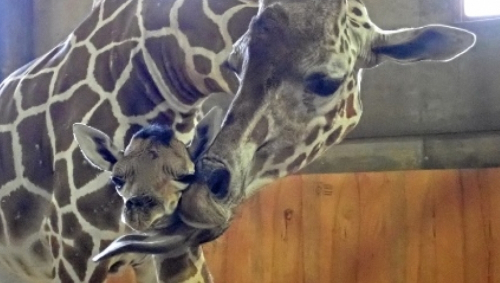 神戸市立王子動物園でキリンの赤ちゃんが誕生