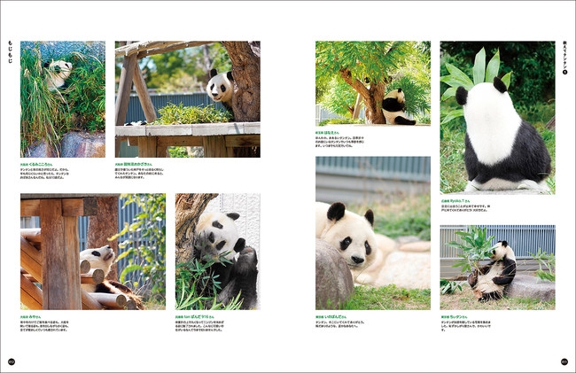 写真集『神戸市立王子動物園のシャイなパンダ タンタン』予約受付開始 [画像]