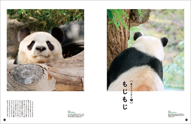 写真集『神戸市立王子動物園のシャイなパンダ タンタン』予約受付開始 [画像]