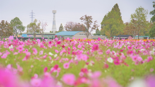 約380万本のコスモスが見ごろ「ひまわりの丘公園」小野市