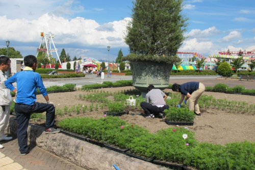神戸フルーツ・フラワーパーク大沢『市民花壇へのコスモス植え込み体験』神戸市北区