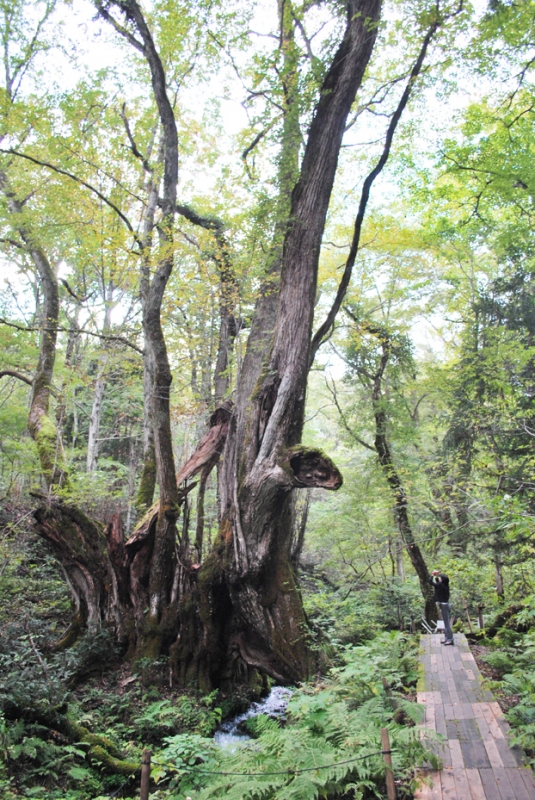 樹齢1000年のカツラの巨木