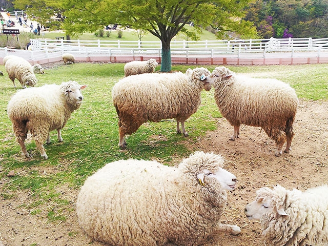 羊の学校 ～ 羊のお話・クイズ ～