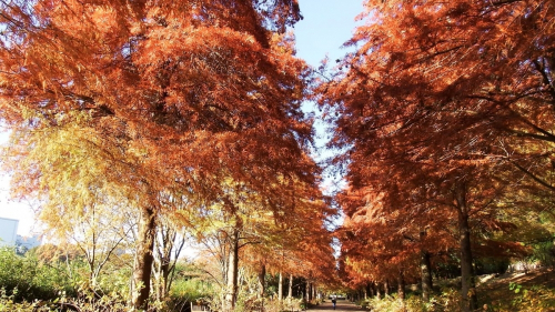 播磨中央公園のファンタジーロード「ラクウショウの紅葉」加東市　