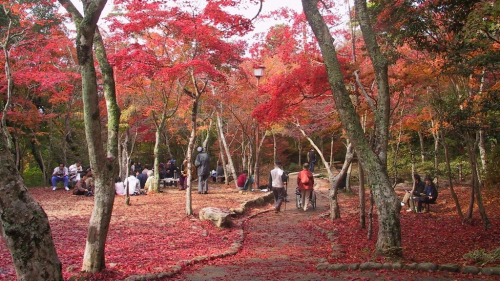 瑞宝寺公園　紅葉シーズン限定「もみじ茶屋オープン」神戸市北区