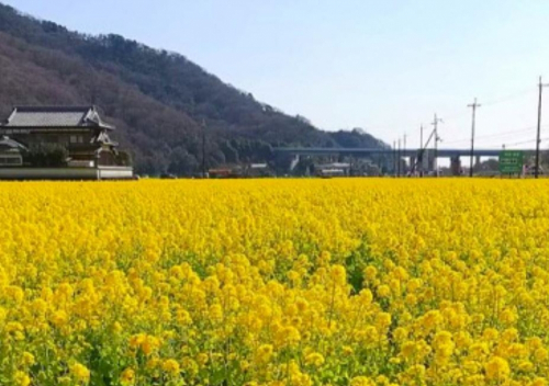 8ヘクタールに咲き誇る「夢前町玉田の菜の花畑」姫路市