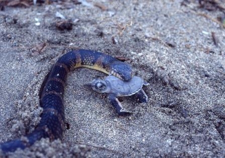 「ヘビの多様な採餌行動：ウミガメの子供を襲う無人島のアカマタ」　神戸市須磨区 [画像]