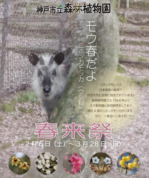 神戸市立森林植物園『春来祭』神戸市北区 [画像]
