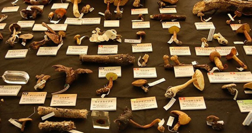 【5月11日まで臨時休業】兵庫県立人と自然の博物館『六甲山のキノコ展2021～野生のキノコの不思議な魅力～』