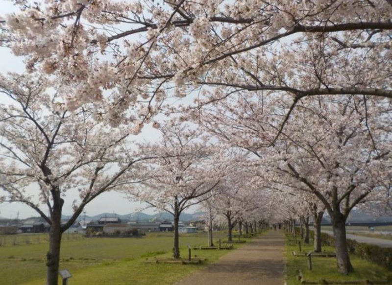 「おの桜づつみ回廊」満開　昨年の4月3日の様子