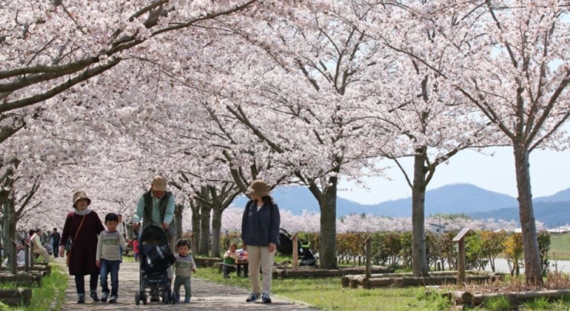 県内でも有数の桜の名所「おの桜づつみ回廊」