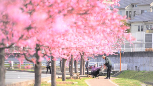 大島川桜回廊「河津桜が満開」小野市