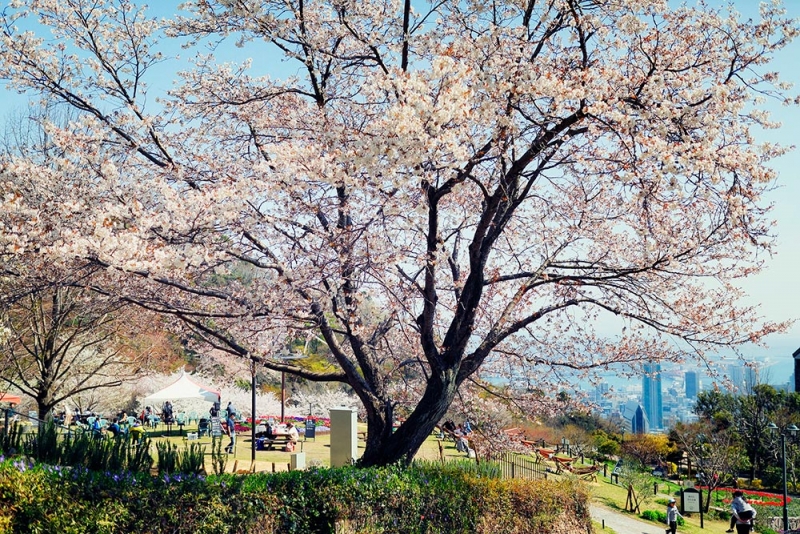 山桜　3月下旬〜4月中旬