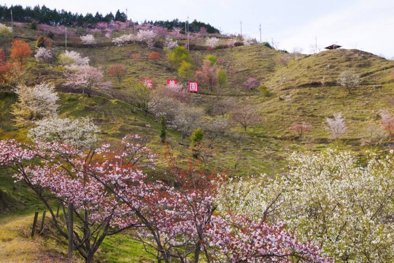 『かみかわ桜の山 桜華園』シーズンオープン　神崎郡神河町 [画像]