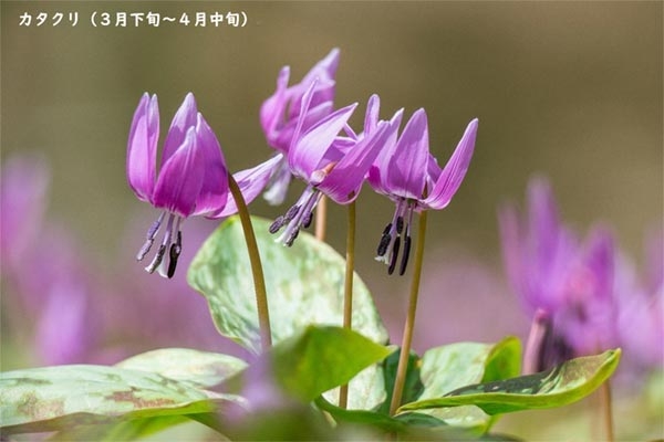 六甲高山植物園『春の花スタンプラリー』神戸市灘区 [画像]