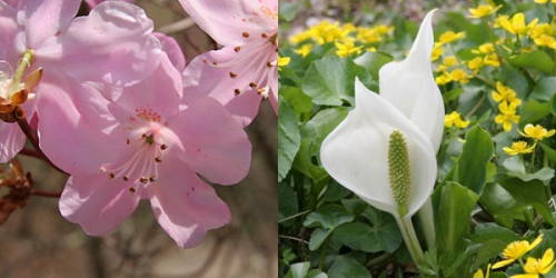 六甲高山植物園『春の花スタンプラリー』神戸市灘区