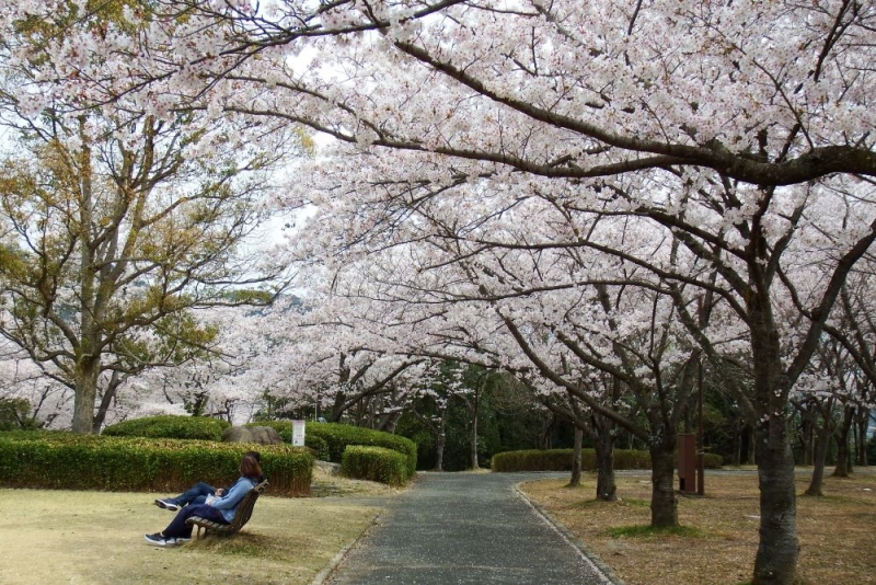 「桜の園」過去の満開時の様子