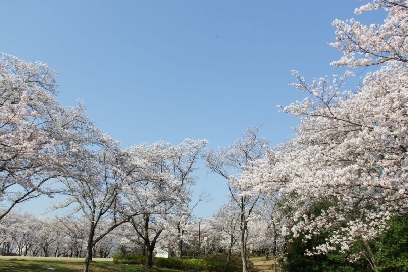 「桜の園」過去の満開時の様子