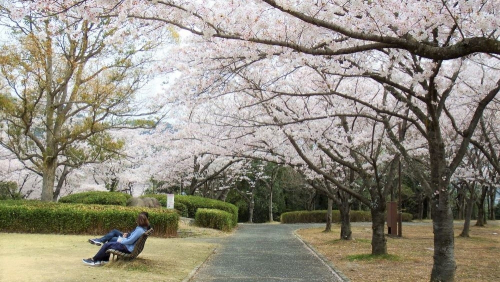 播磨中央公園で桜が見ごろ　加東市