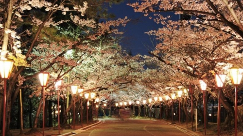 桜の名所・日岡山公園「ぼんぼり」ライトアップ　加古川市
