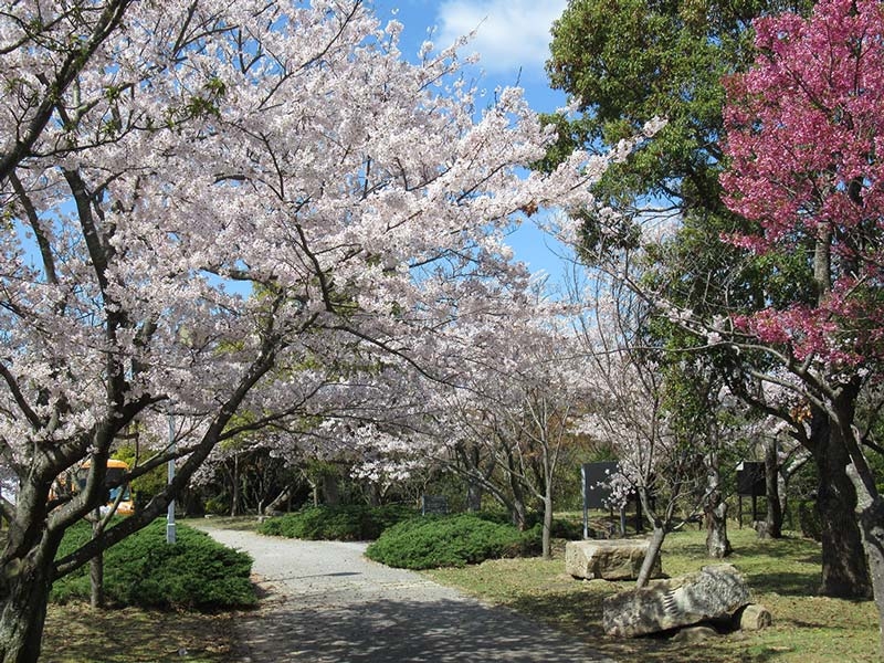 兵庫県立淡路島公園『桜まつり』淡路市 [画像]
