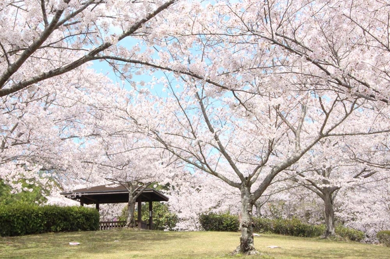 兵庫県立淡路島公園『桜まつり』淡路市 [画像]