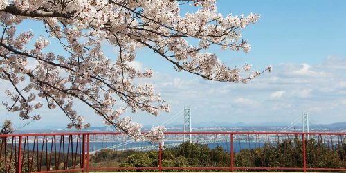 兵庫県立淡路島公園『桜まつり』淡路市