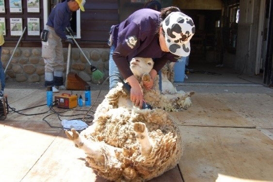 羊の一斉毛刈り