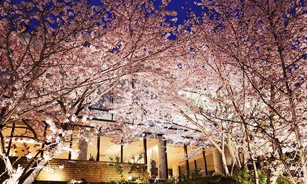 北野クラブ ソラ　お花見BBQ『天空の夜桜』神戸市中央区 [画像]