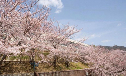 北野クラブソラで桜の通り抜け　神戸市中央区