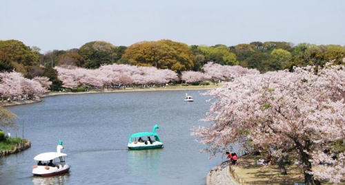 明石公園に約1400本の桜が咲き誇る　明石市