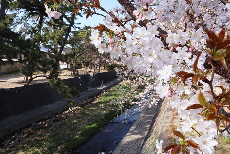 夙川河川敷緑地（夙川公園）の桜が3月下旬より見ごろ　西宮市 [画像]
