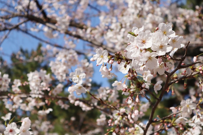 夙川河川敷緑地（夙川公園）の桜が3月下旬より見ごろ　西宮市 [画像]