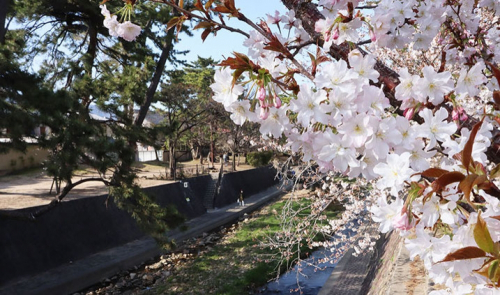 夙川河川敷緑地（夙川公園）の桜が3月下旬より見ごろ　西宮市
