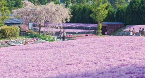 年に約1ヶ月だけオープン『芝桜園 花のじゅうたん』三田市