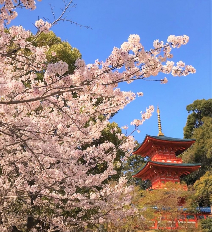 大本山須磨寺で桜が見ごろ　神戸市須磨区 [画像]