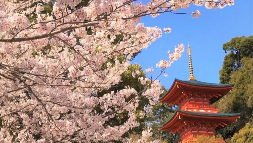 大本山須磨寺で桜が見ごろ　神戸市須磨区