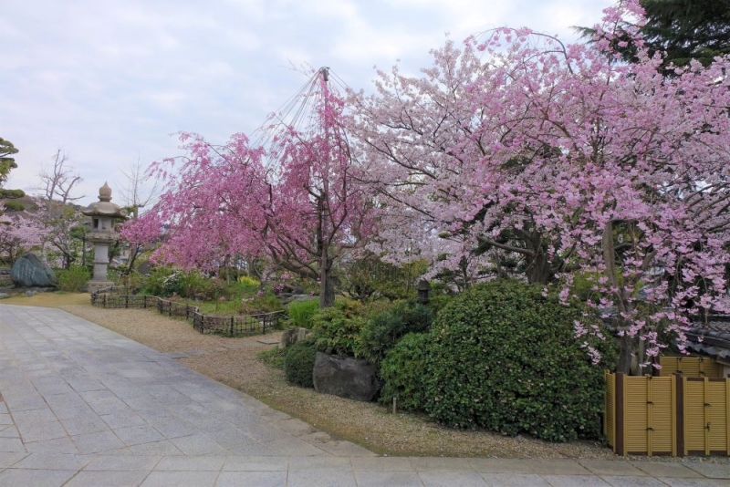 大本山須磨寺で桜が見ごろ　神戸市須磨区 [画像]