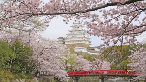 姫路城　桜が満開