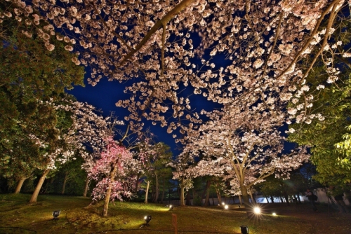 好古園『夜桜会』姫路市