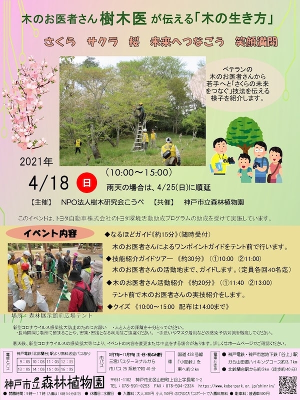 神戸市立森林植物園『桜のアンチエイジングイベント』神戸市北区 [画像]