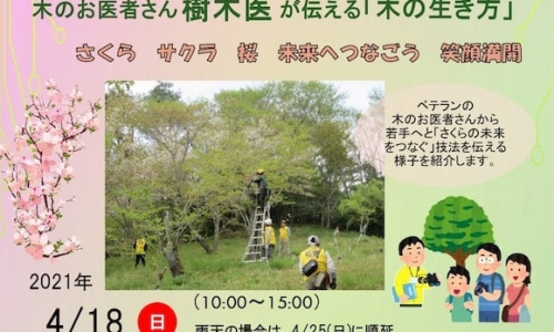 神戸市立森林植物園『桜のアンチエイジングイベント』神戸市北区