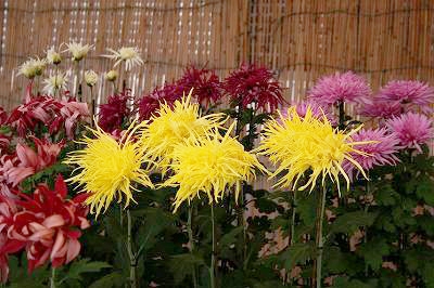 約300鉢の美しい菊を愛でる「篠山市菊花展　2014」　篠山市 [画像]
