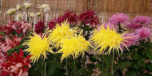 約300鉢の美しい菊を愛でる「篠山市菊花展　2014」　篠山市