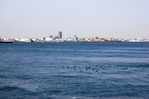 「ツメタガイを駆除して砂浜の生態系を考える会」　神戸市須磨区