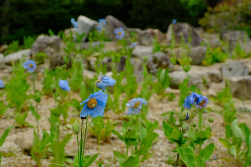 六甲高山植物園　秘境の花「ヒマラヤの青いケシ」が見ごろ [画像]