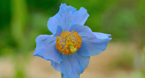 六甲高山植物園　秘境の花「ヒマラヤの青いケシ」が見ごろ