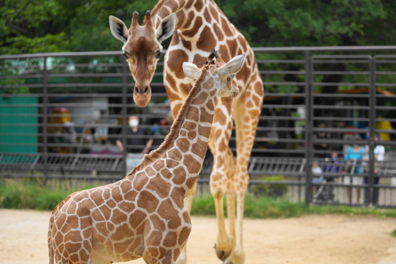 姫路市立動物園のアミメキリンの赤ちゃんに会ってきました [画像]